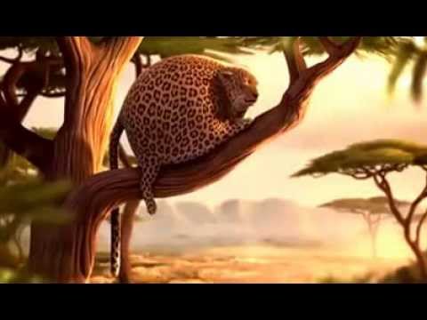 şişman hayvanlar komik izleyin :)