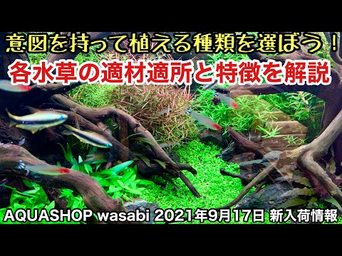 2022 年に水生植物を適切に植えるために知っておくべきことすべて