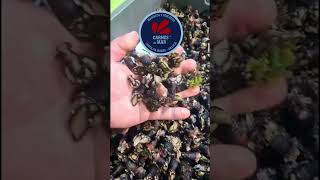 Vídeo del producto