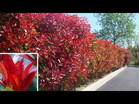 download lagu mp3 mp4 How Far Apart To Plant Photinia, download lagu How Far Apart To Plant Photinia gratis, unduh video klip How Far Apart To Plant Photinia