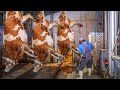 Million Dollars Cow Slaughter Beef Processing Factory Leather Tanning Technology Process