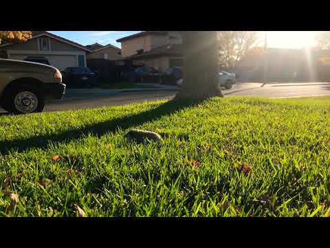Hedgehog Exploring Grass