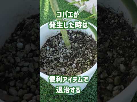 開花した多肉植物の場所と手入れは何ですか？彼らを繁栄させるにはどうすればよいでしょうか？  庭園
