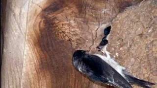 La golondrina, de J. Pagán, por el Orfeón donostiarra