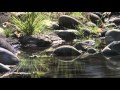 "Grass Reflecting on Pond" from the album TAO OF PEACE - Dean Evenson