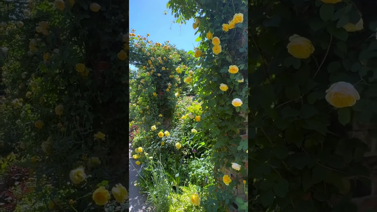 YouTube Short thumbnail