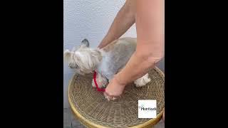 Postroj pro psa nylon 10mm