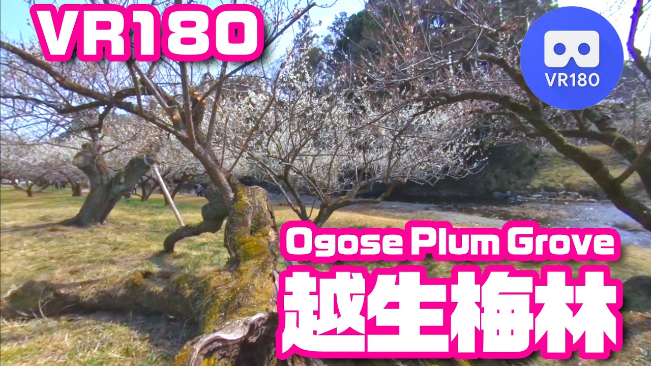 [VR180] 越生梅林 - Ogose Plum Grove, JAPAN