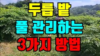 두릅밭 풀관리 2가지방법 저희처럼 무식하게 하지마시고 편하게 하세요