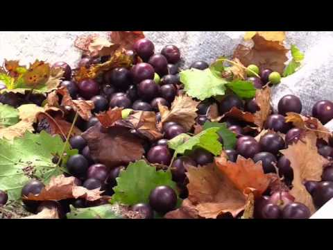 YouTube video about: What are muscadines?