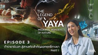 The Legend of YAYA | EP3. ตำรายาผีบอก สู่สารสกัดสำคัญออกฤทธิ์ทางยา PART 1