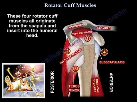 Rotator Cuff Muscles - Everything You Need To Know - Dr. Nabil Ebraheim - YouTube