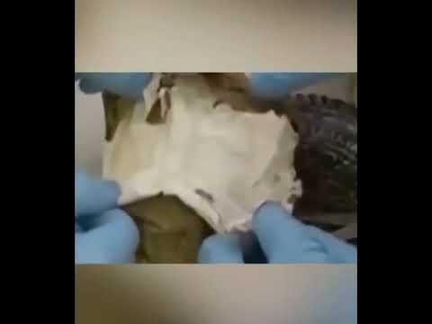 C.A.V069 / Florov  x  Molenbeek  - „Milieu“