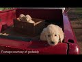 GoDaddy Pulls Super Bowl Puppy COMMERCIAL.