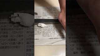 【青紙S】バッキバキに研いだ包丁で丸めたティッシュを切る