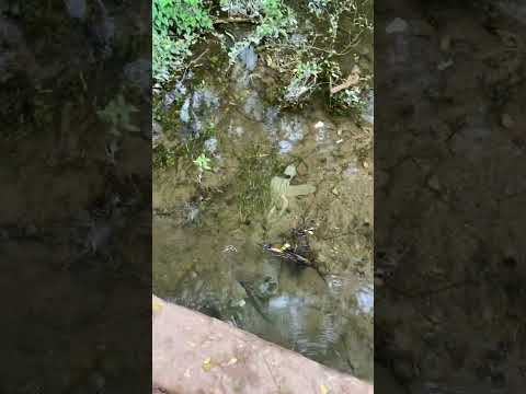 Río Camaco de Remedios Villa Clara en Cuba por el camino a la 2.