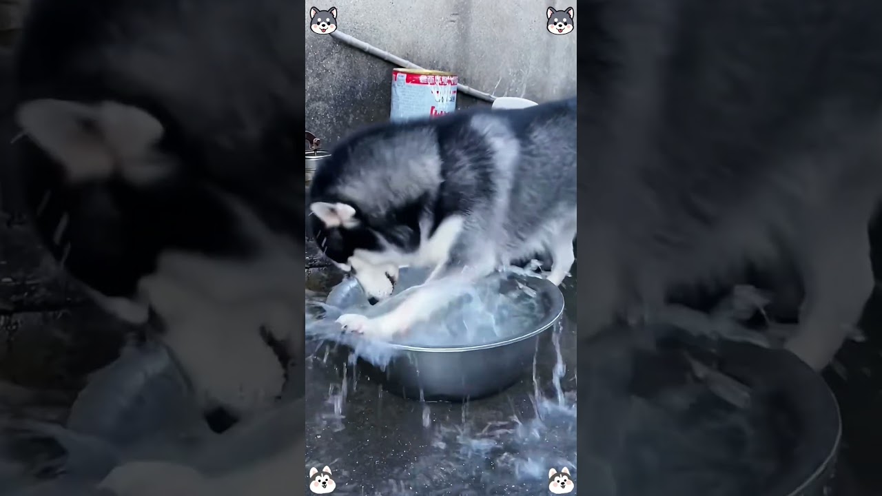 When you have a husky #funny #dog #funnyvideo #fyp #youtubeshorts