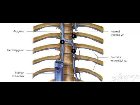Thoracic cage
