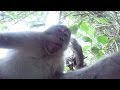 Monkey Steals GoPro Hero 3