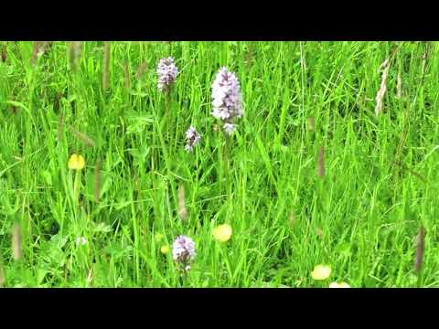 Wilde Orchideen in meinem Garten