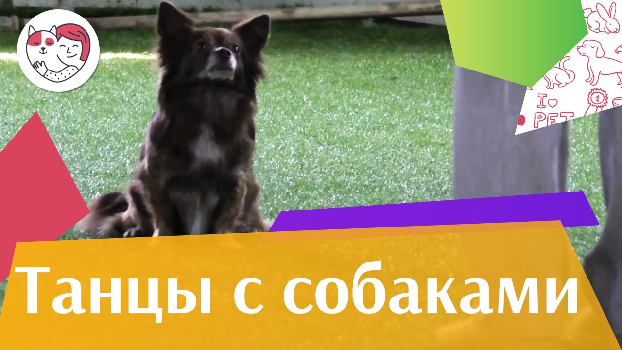 4 причины заняться танцами с собакой на ilikepet