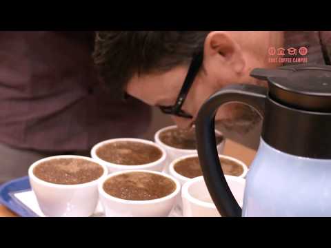 SCA Introduction to Coffee Course