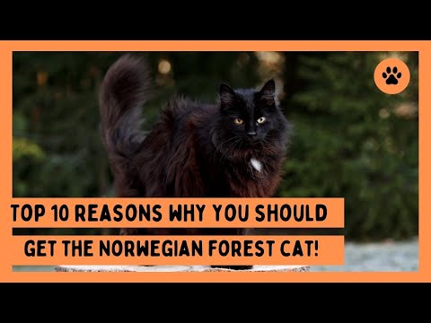TOP 10 Reasons Why you Should get a Norwegian Forest Cat