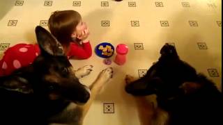 Calla silently taunting dogs..