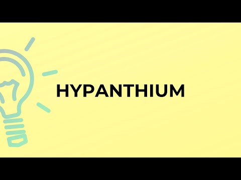What is the meaning of the word HYPANTHIUM?