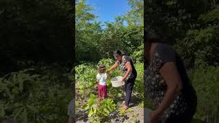 colhendo feijão para fazer um Baião #recantojoaopaulo #sitio #litoralpiauiense