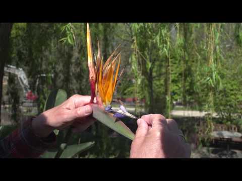 Urban ecology engineering & design, Nico Tillie:  Clues from TUDelft Botanic Garden Dr. Bob Ursem.