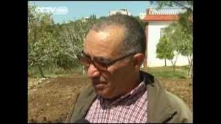 Morocco : Cashing in on 'Red Gold'