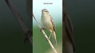 Download lagu 4 Burung Kecil Cocok Untuk Masteran Murai #burung #suaraburung  #muraibatu mp3