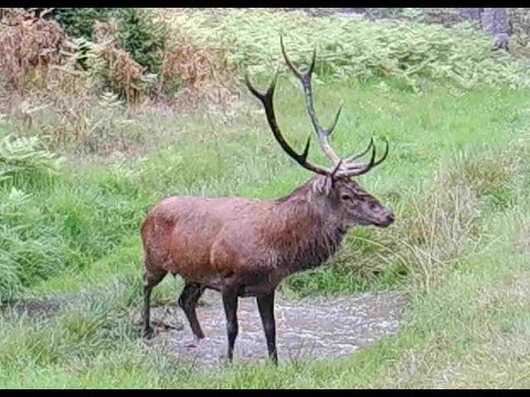 Hirschbrunft 2022 - Hirsch in der Suhle - Rykowisko 2022