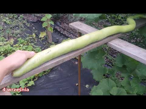 , title : 'Uprawa Tykwy LONG GOURD | Gigantyczna pokręcona Tykwa'