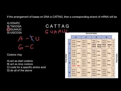 mRNA bases and codons