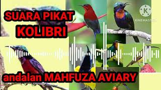 Download lagu Suara pikat kolibri, andalan mahfuza Aviary. anti Zonk mp3 Download lagu Suara pikat kolibri, andalan mahfuza Aviary. anti Zonk mp3