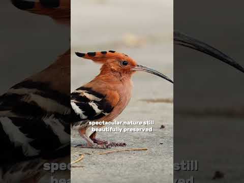 Bellet Homes Property Agency Promo Video