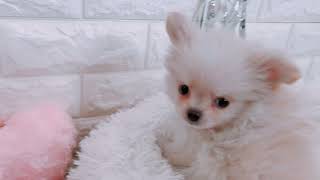 ハーフ犬の動画01