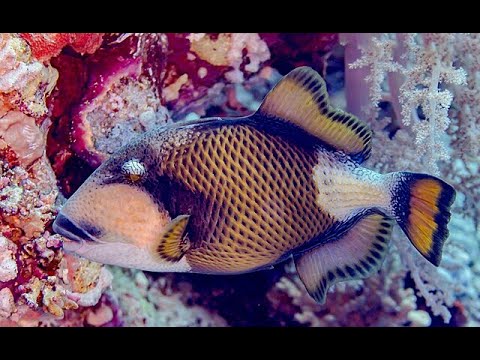 Japanese  Street  Food.  -  GIANT TITAN TRIGGERFISH Sashimi Seafood Okinawa Japan.(shanbro)..