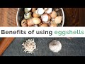 Let's Make Eggshell Powder - beneficial as a nutritional supplement, for the garden, skin and teeth!