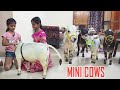 Adorable Mini Cows Visit Our House They Are The Cutest Nadipathy Goshala
