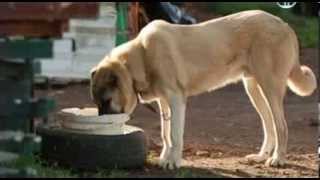 Фильм о  волкодавах породы турецкий КАНГАЛ Turkish Kangal