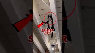 Top 5 Cat Breeds That Took Over Cartoons & Anime 😺🎬#CartoonCatStars #AnimePetsUSA #RealCatsOnScreen