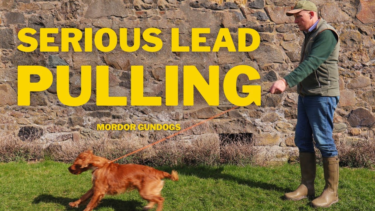 THIS Is What Happens When You CARE TOO MUCH About Your Dog