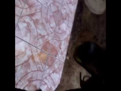 Perro de Shaolin ssoccer