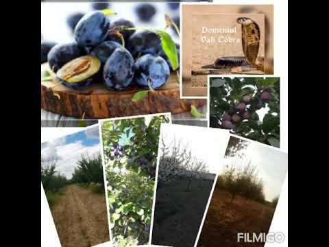 VALI COBRA-PRUNE DE LELEASCA OLT 0734836973