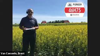 Pioneer Protector® Canola Hybrid 46H75