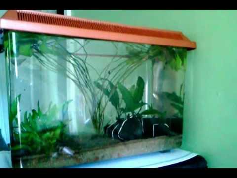 Rosy Red Minnows in All-Natural Tank