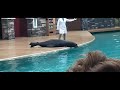 Sea Lion And Otter Spotlight SeaWorld Orlando 11 19 2021